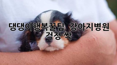 #댕댕이행복꿀팁 🐶🐾 강아지병원 걱정 싹!